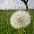 Eine Pusteblume in Bamberg.