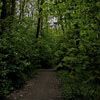 unspektakuläres Bild, aber auch mitten in Frankfurt. Ein Wald in den Niddawiesen in Ginnheim