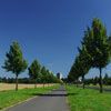  Rad- und Fußweg entlang der Homburger Landstraße zwischen Bonames und Frankfurter Berg.