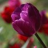 Keine sonderlich schöne Aufnahme, aber angenehm farbenfroh. Tulpen in Bad Vilbel.