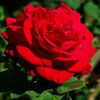  eine Rose