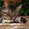 Katze in Spanien - zu erkennen an der typischen Siesta-Haltung :-)