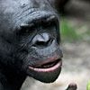 Ein Bonobo im Zoo Frankfurt