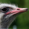 Straußenportrait